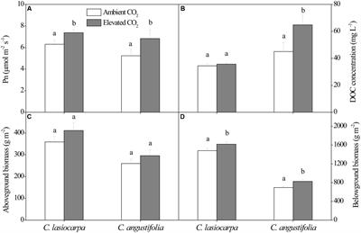 Methanogenic Community Was Stable in Two Contrasting Freshwater Marshes Exposed to Elevated Atmospheric CO2